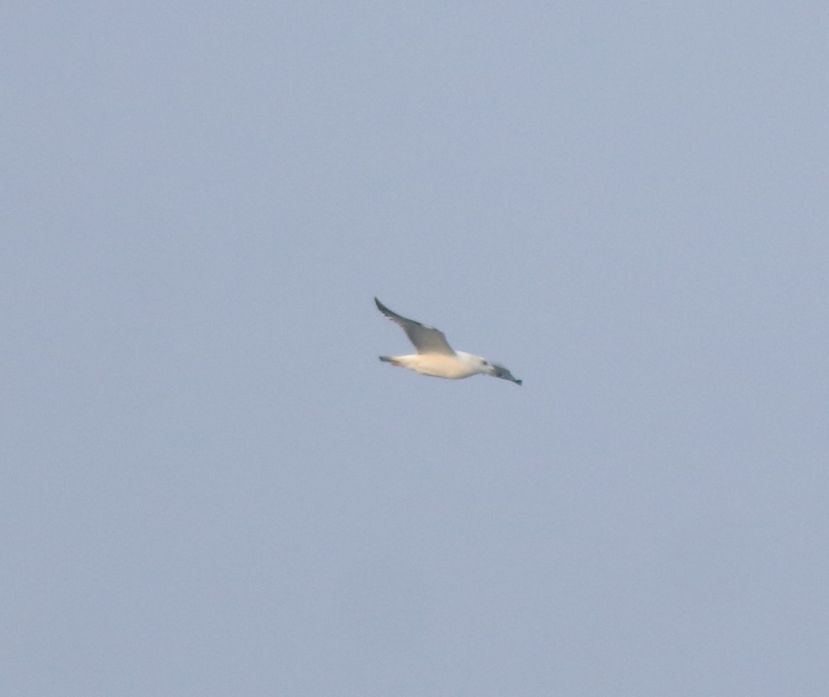 Pallas's Gull - ML637533398