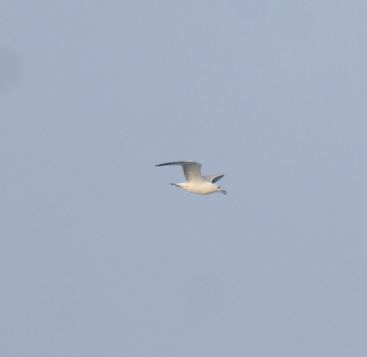 Pallas's Gull - ML637533399