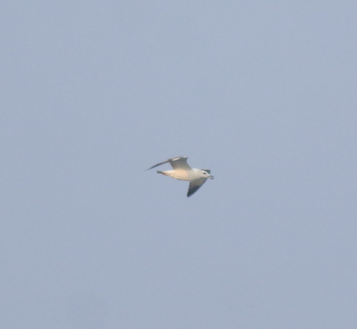 Pallas's Gull - ML637533400