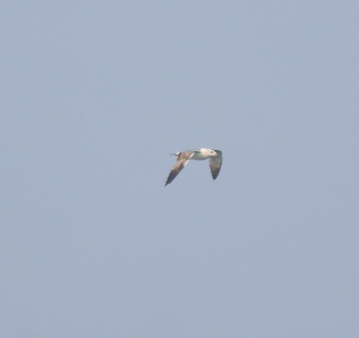 Pallas's Gull - ML637533401
