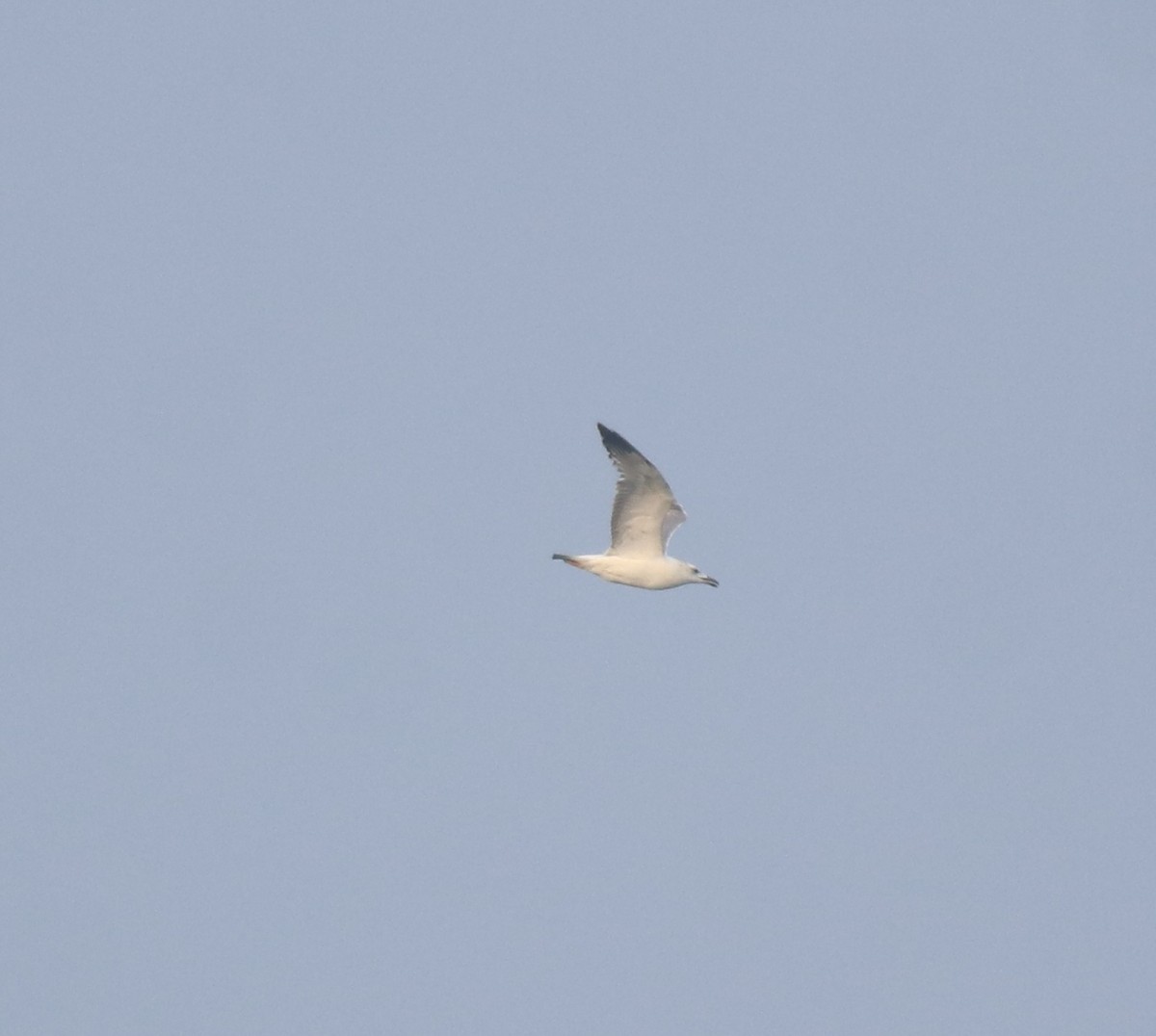 Pallas's Gull - ML637533402