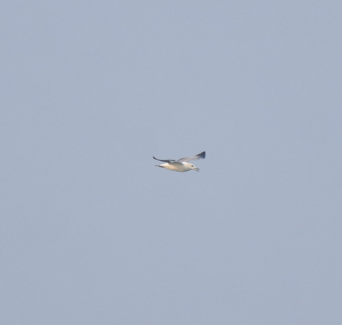 Pallas's Gull - ML637533403