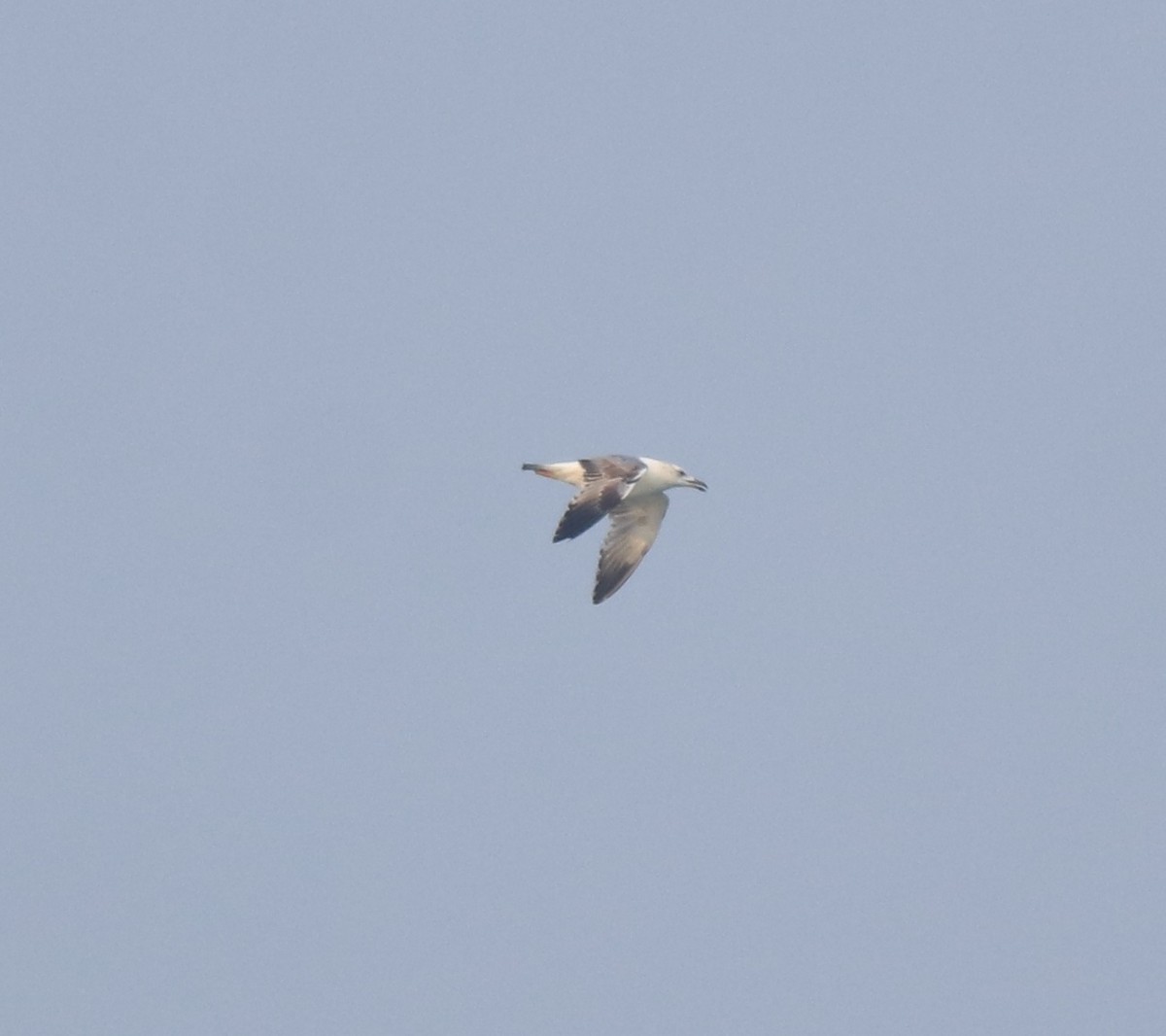 Pallas's Gull - ML637533404