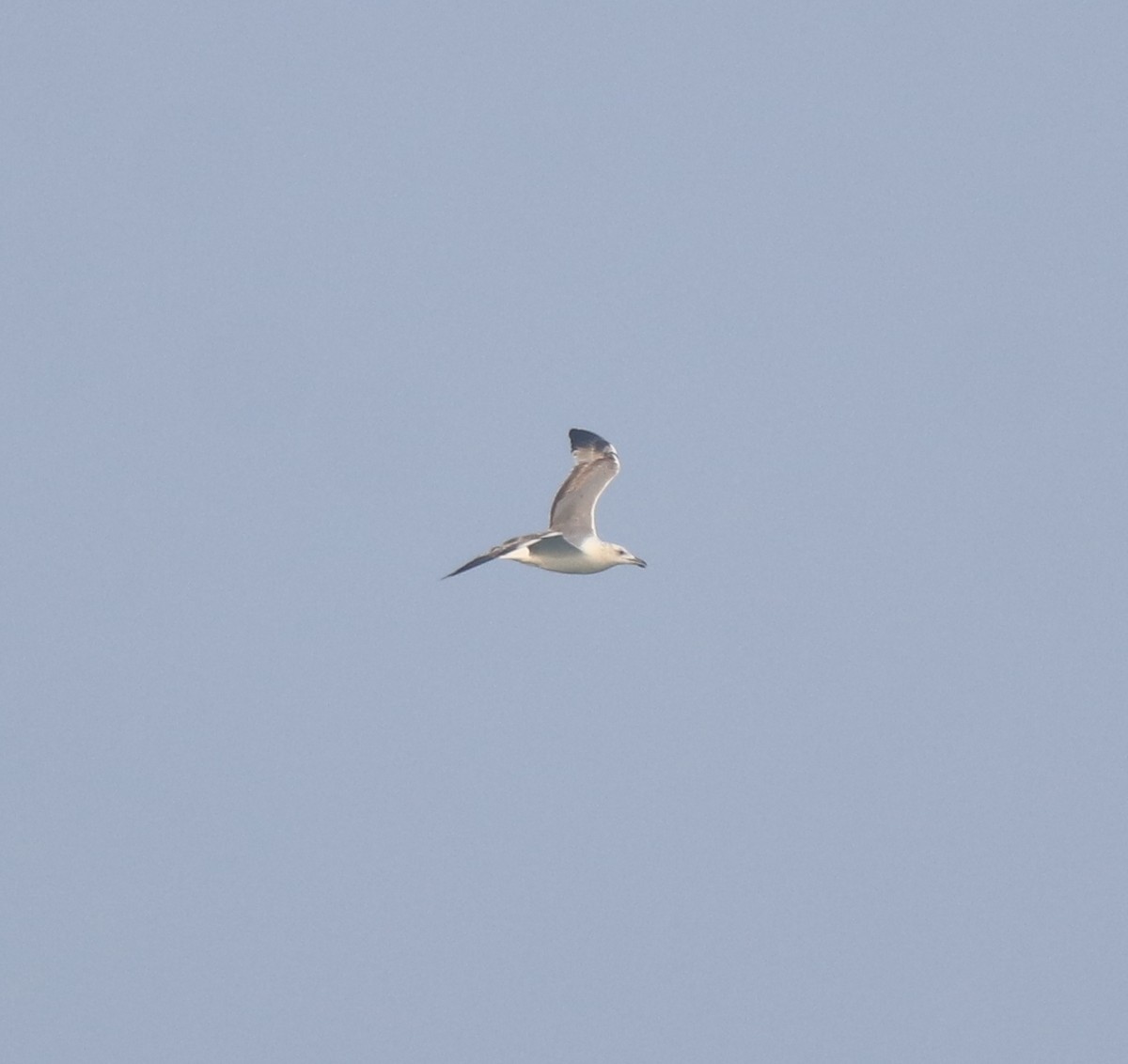 Pallas's Gull - ML637533405