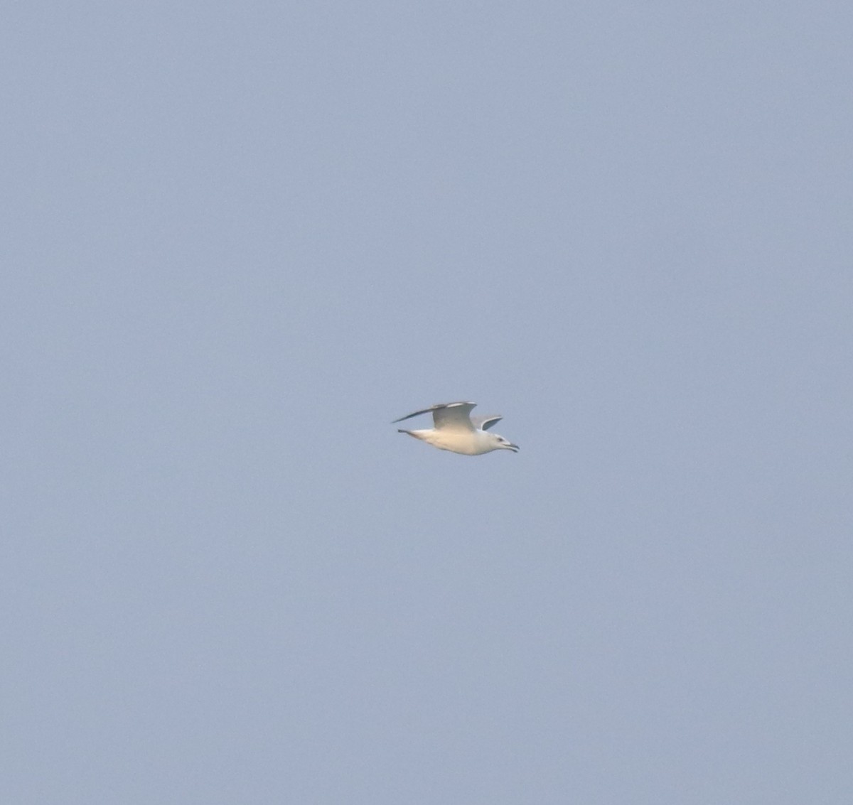 Pallas's Gull - ML637533406