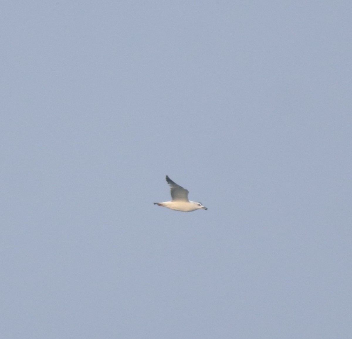 Pallas's Gull - ML637533407