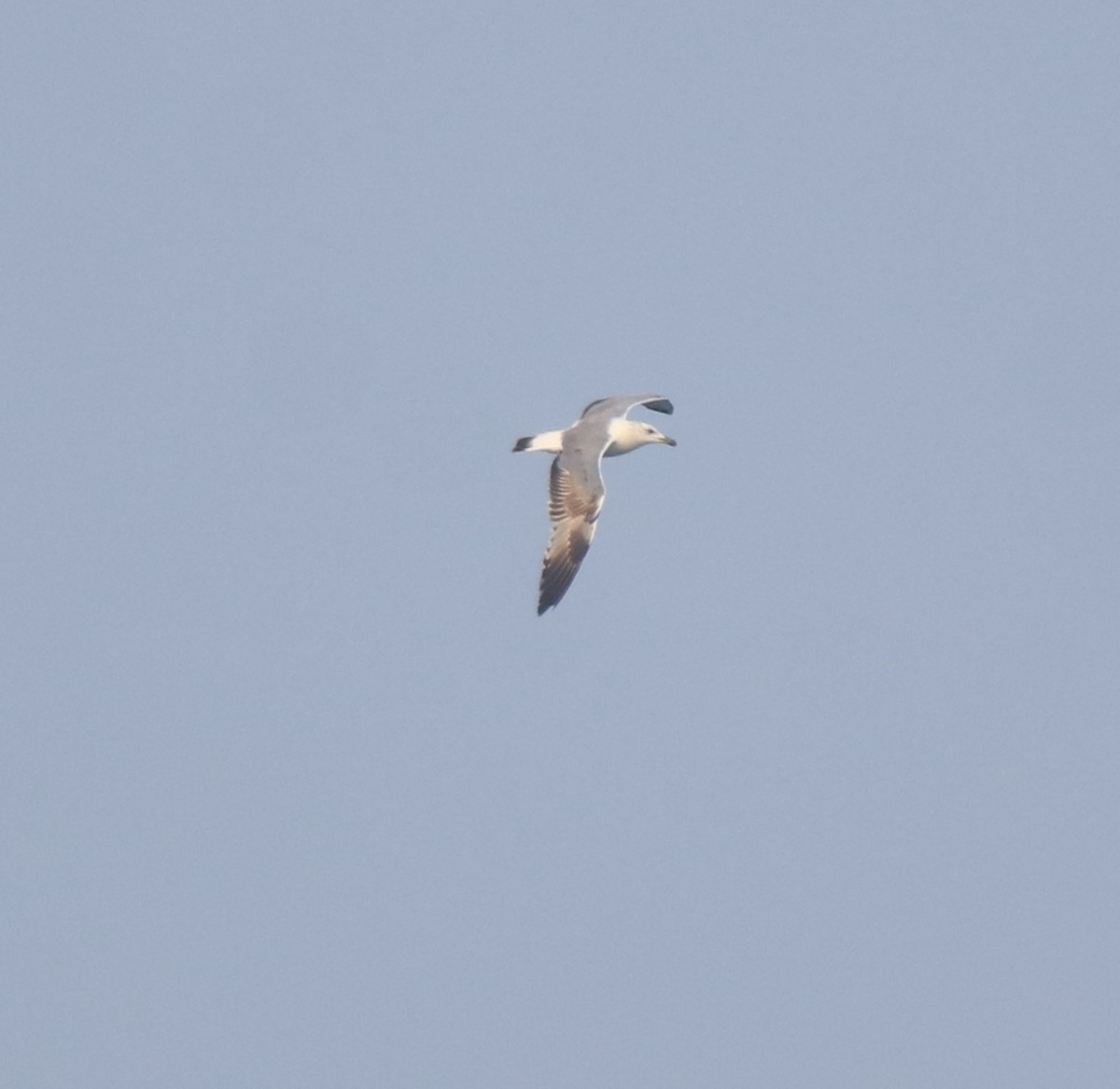 Pallas's Gull - ML637533408