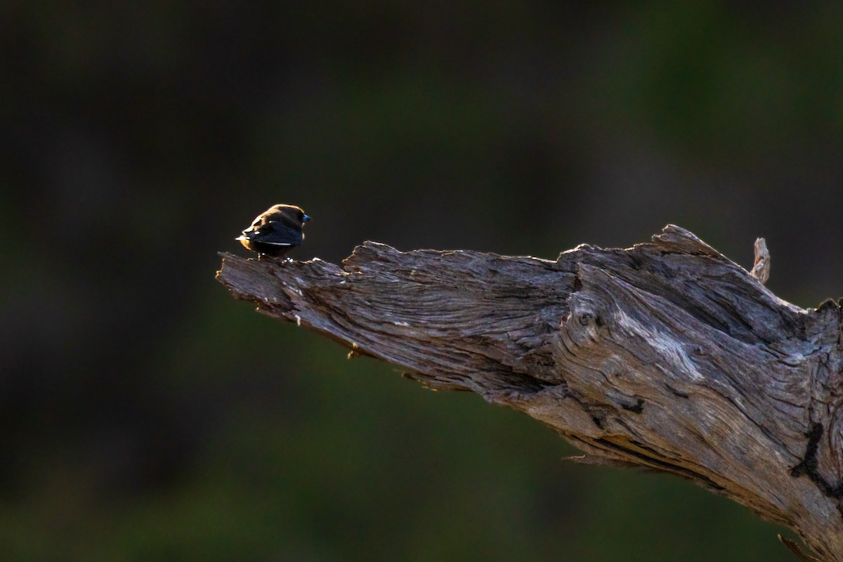 Dusky Woodswallow - ML637533434