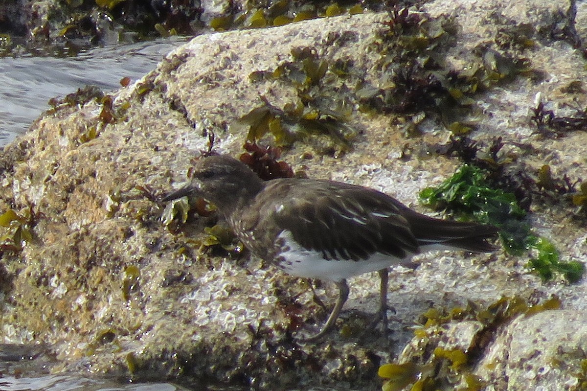 Black Turnstone - ML637533442