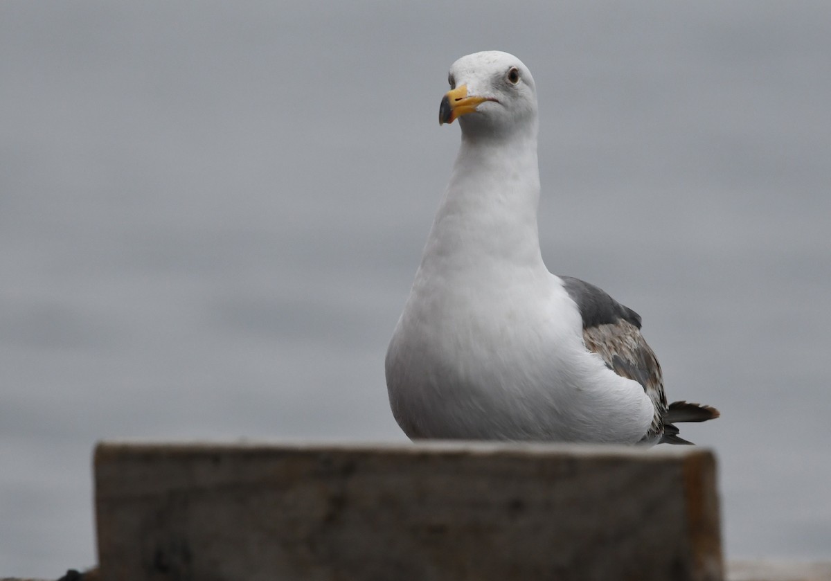 Western Gull - ML637533486