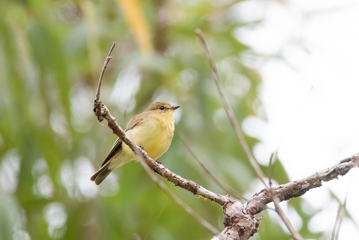 Lemon-bellied Flyrobin - ML637533521