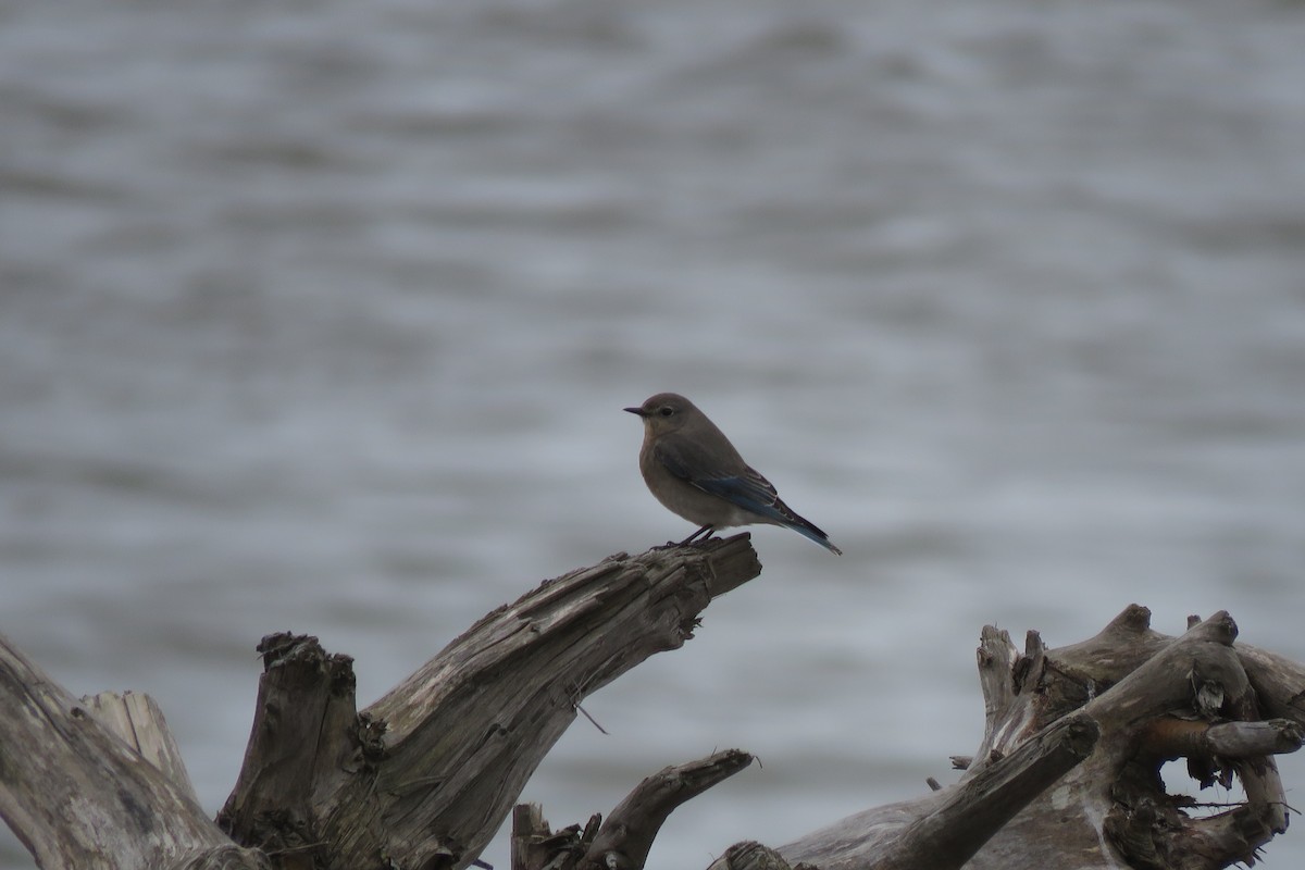 Mountain Bluebird - ML637533590
