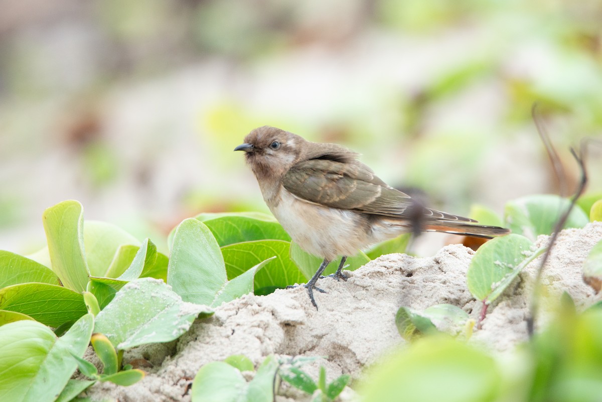 Horsfield's Bronze-Cuckoo - ML637533594