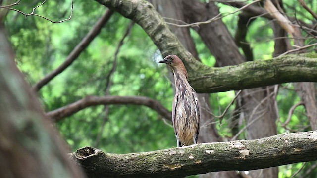 Japanese Night Heron - ML637533600