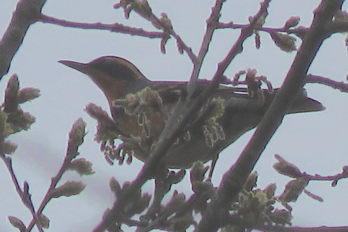 Varied Thrush - ML637533619