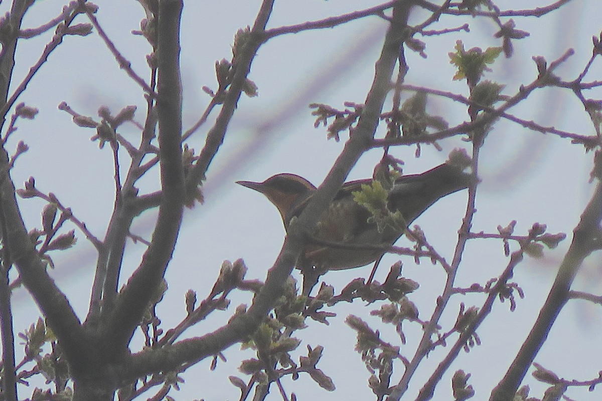 Varied Thrush - ML637533620