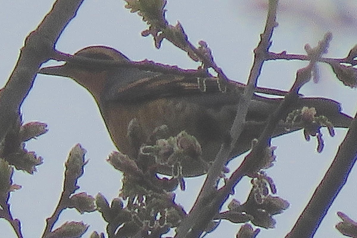 Varied Thrush - ML637533621