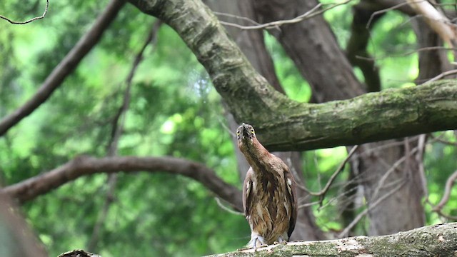 Japanese Night Heron - ML637533625
