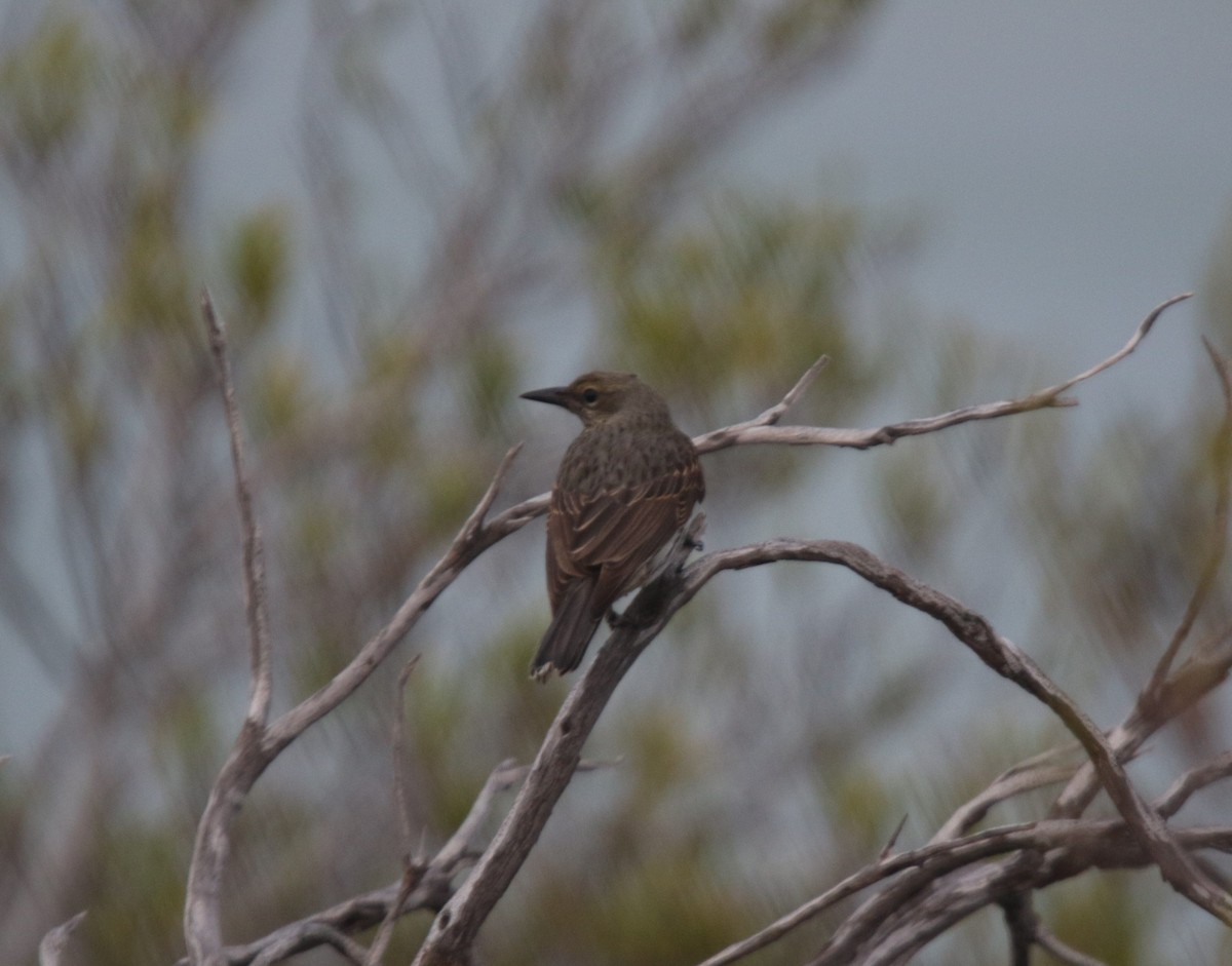 Olive-backed Oriole - ML637533627