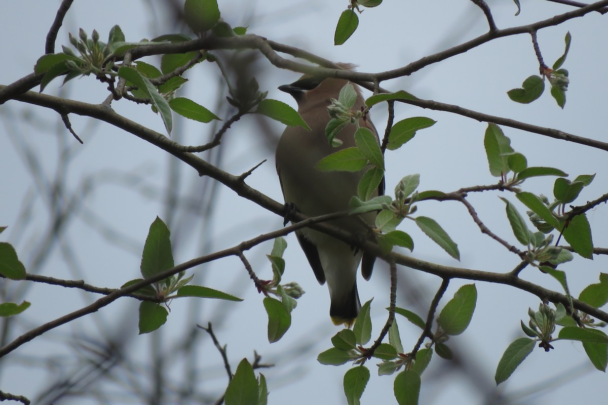 Cedar Waxwing - ML637533628
