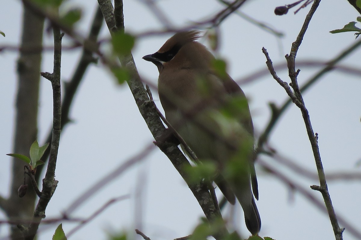 Cedar Waxwing - ML637533640