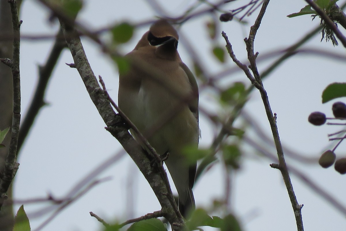 Cedar Waxwing - ML637533641