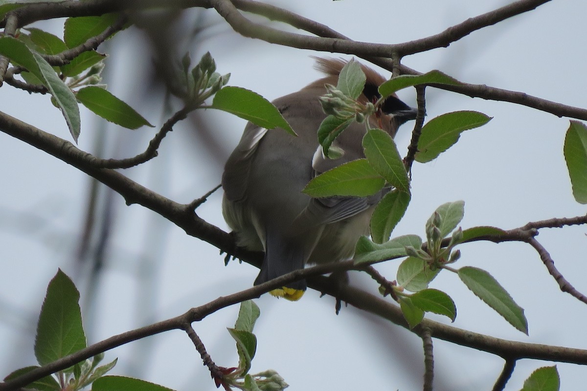 Cedar Waxwing - ML637533642