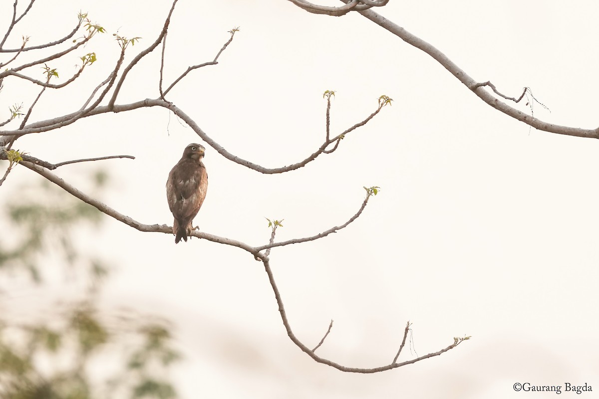 White-eyed Buzzard - ML637533643