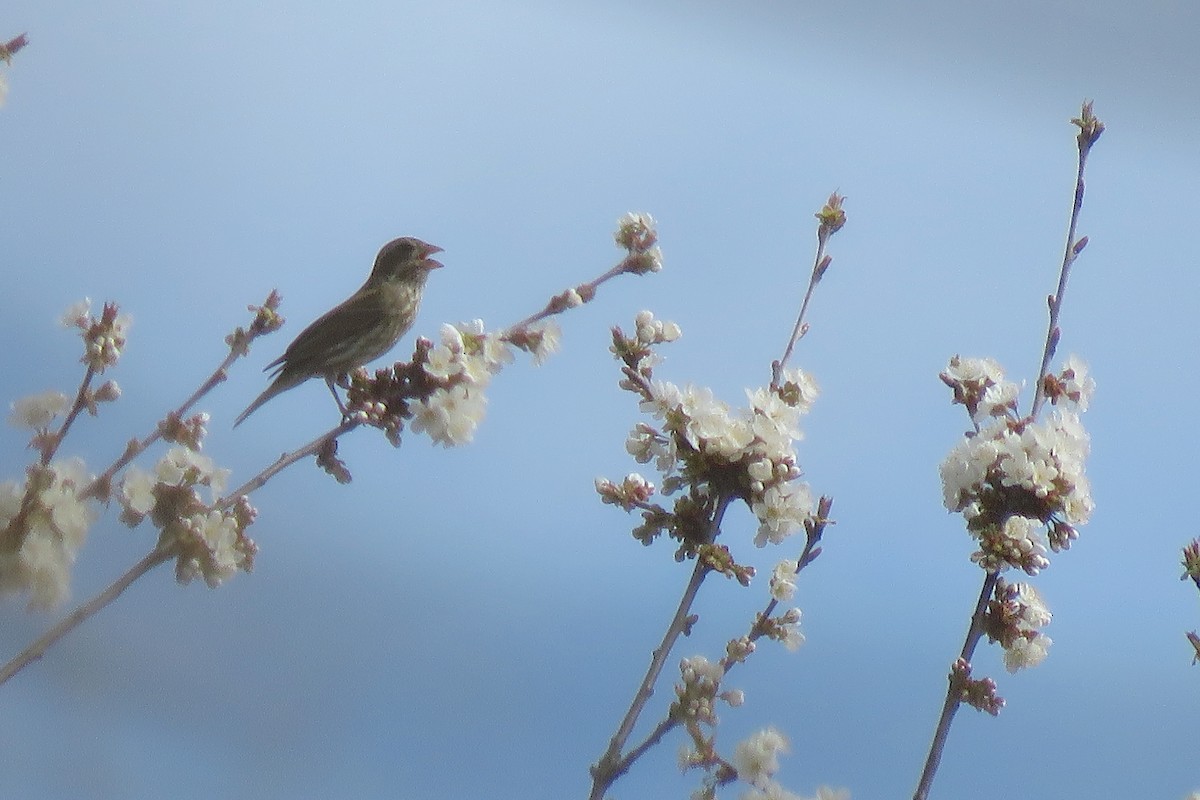 Purple Finch - ML637533648
