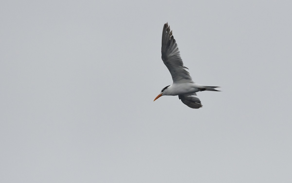 Elegant Tern - ML637533666