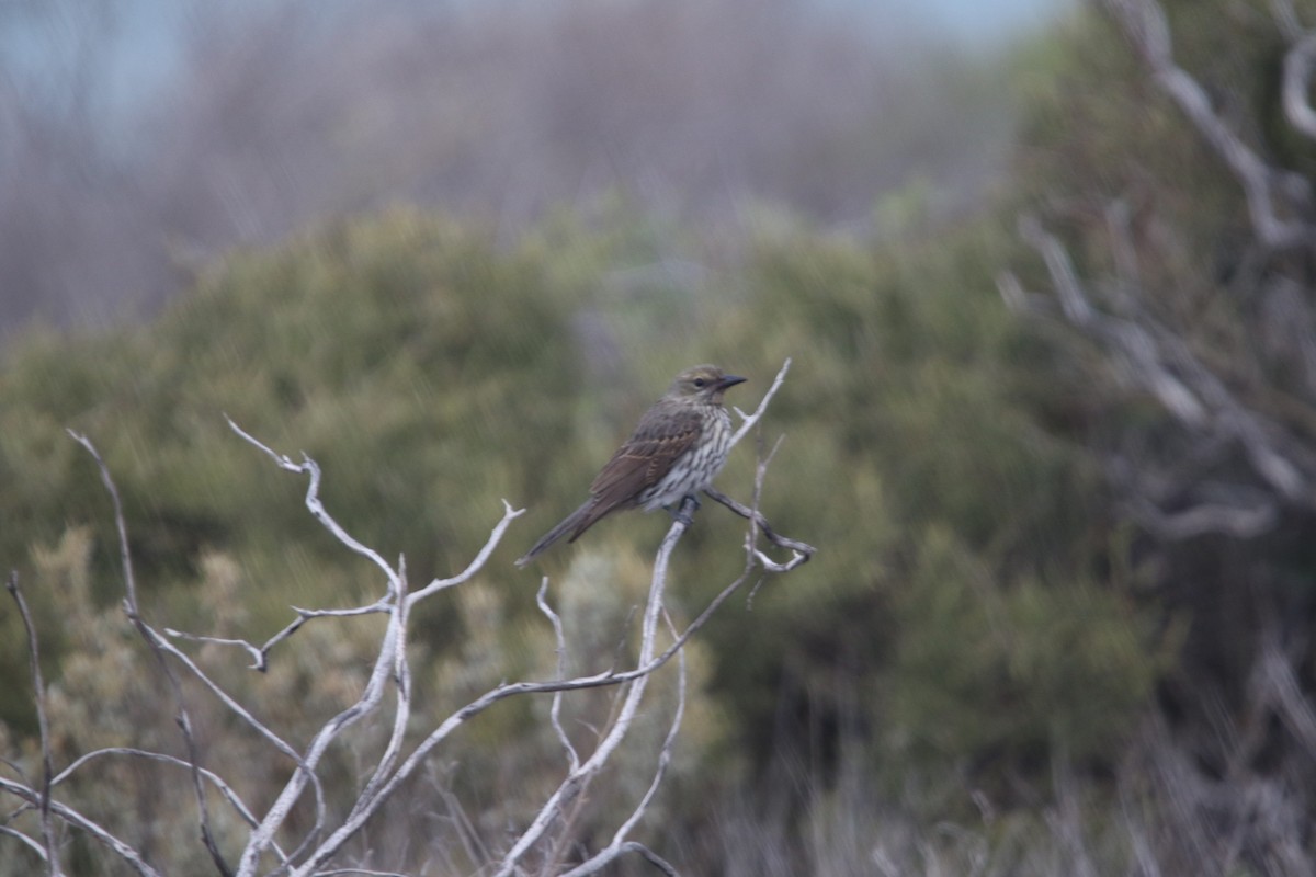 Olive-backed Oriole - ML637533680