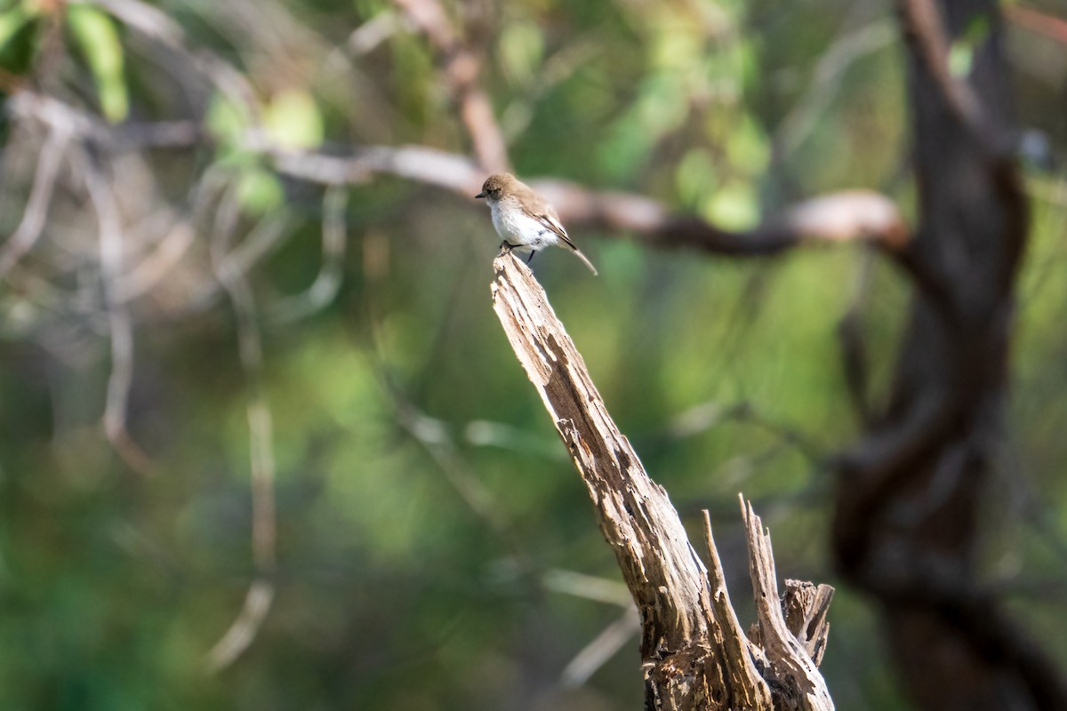 Red-capped Robin - ML637533686