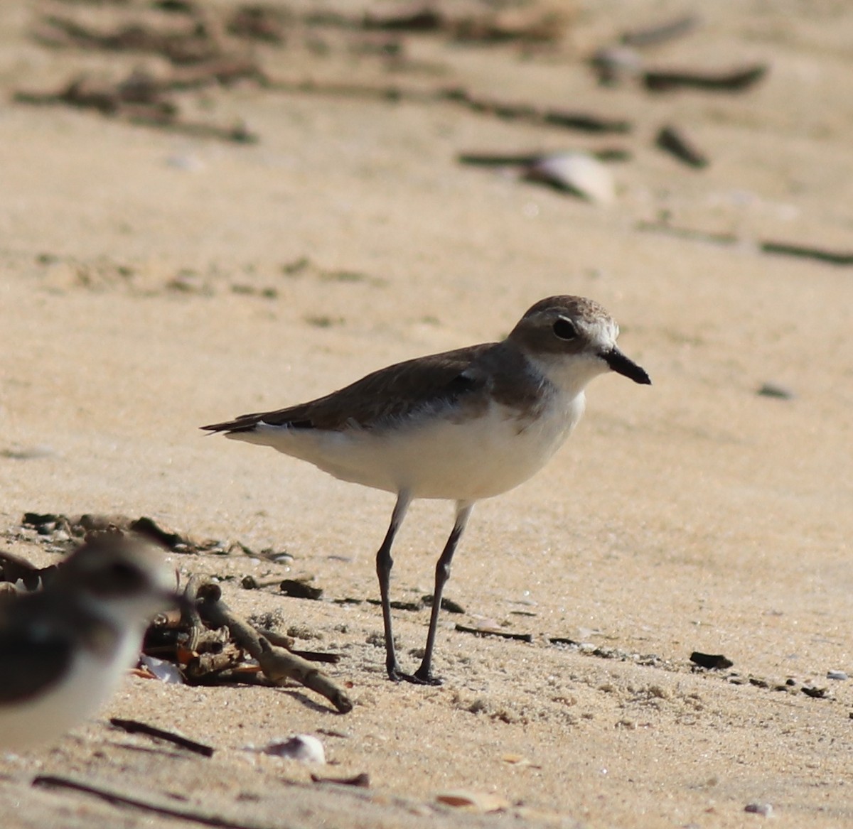 Tibetan Sand-Plover - ML637533710
