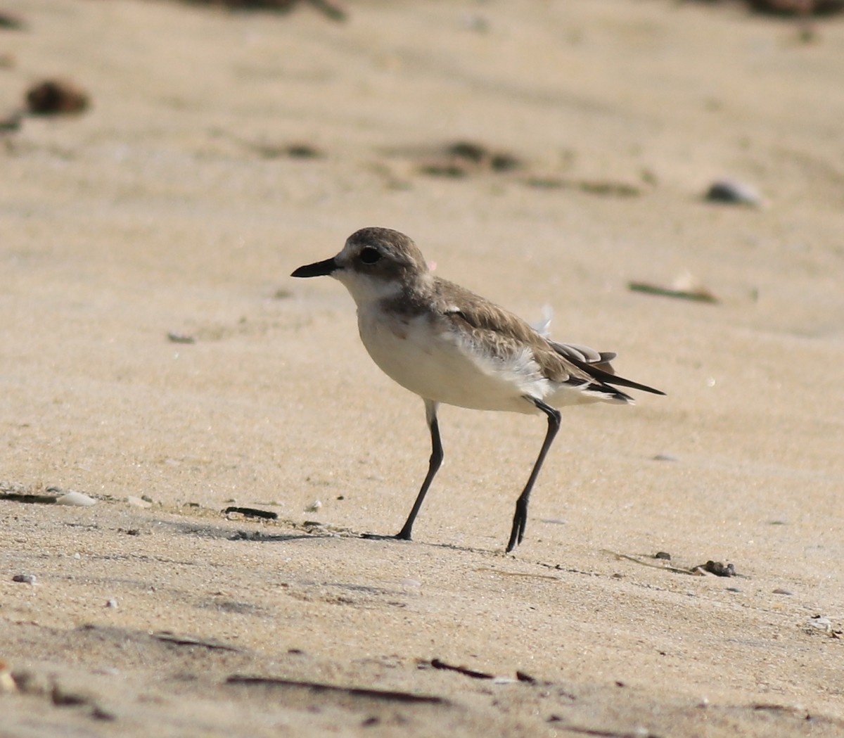 Tibetan Sand-Plover - ML637533711