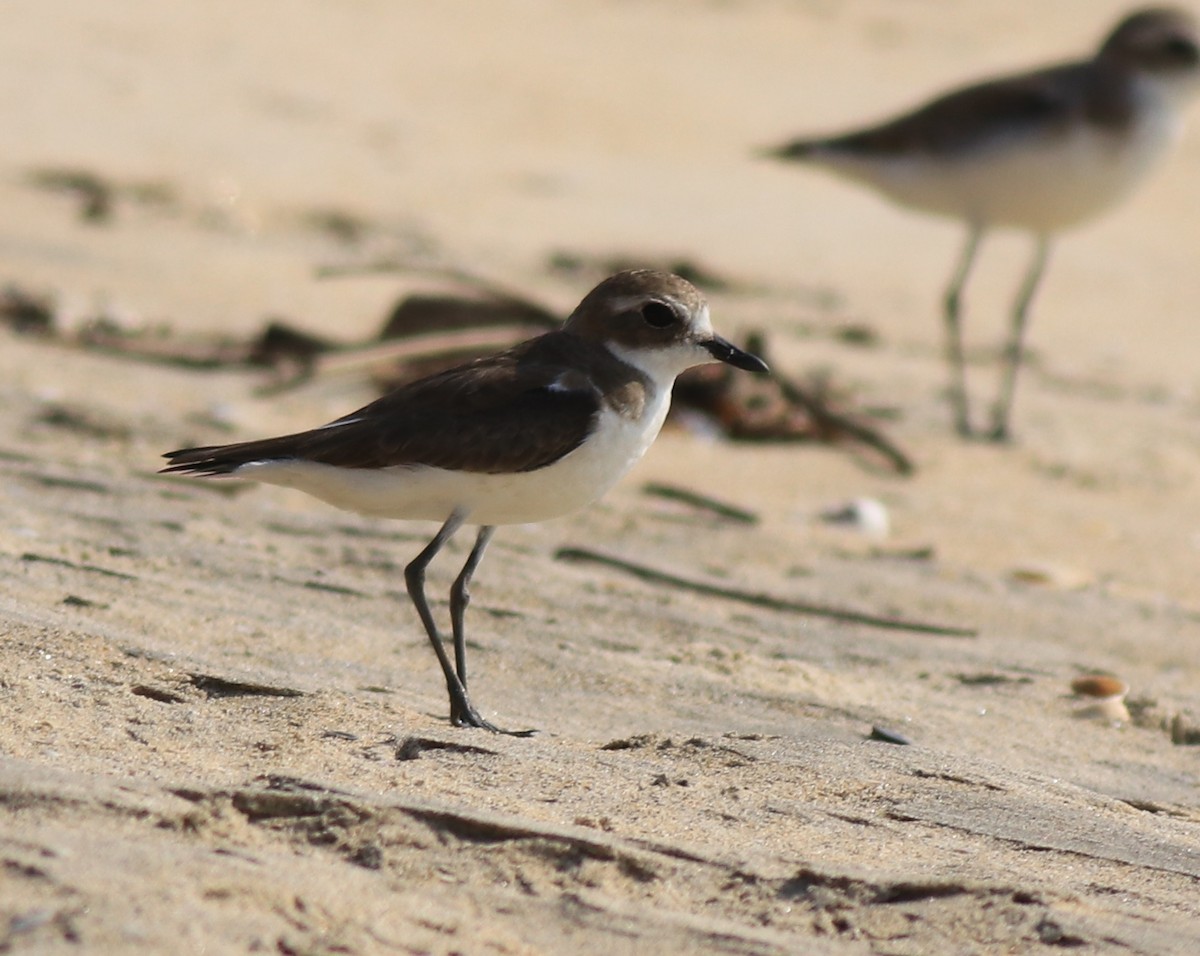 Tibetan Sand-Plover - ML637533712