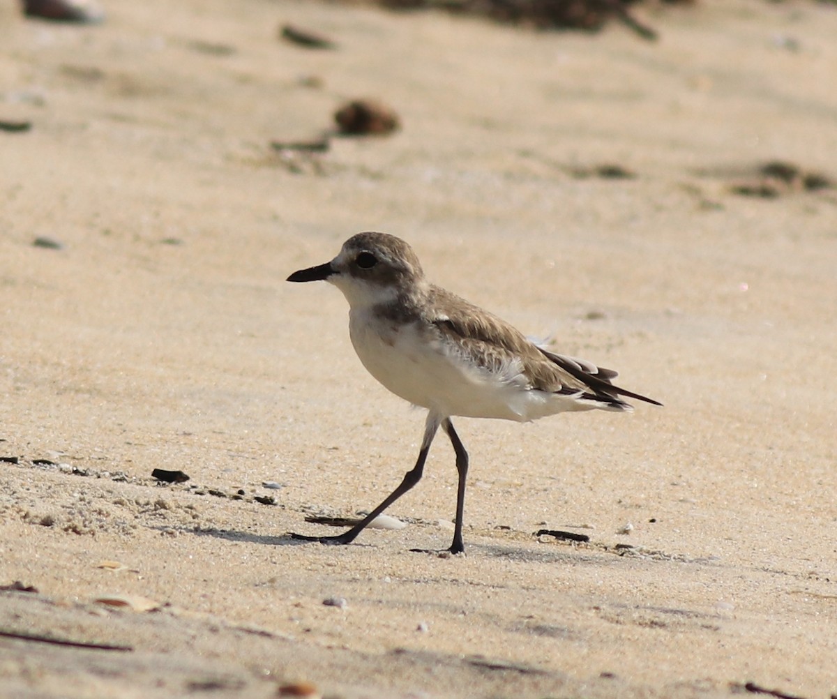 Tibetan Sand-Plover - ML637533713