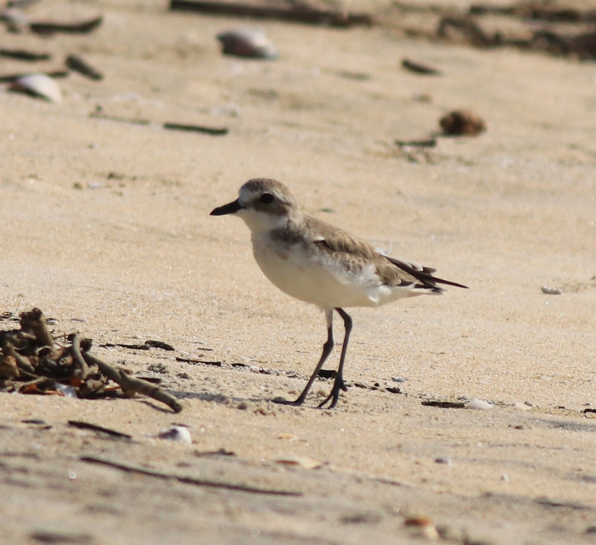 Tibetan Sand-Plover - ML637533714