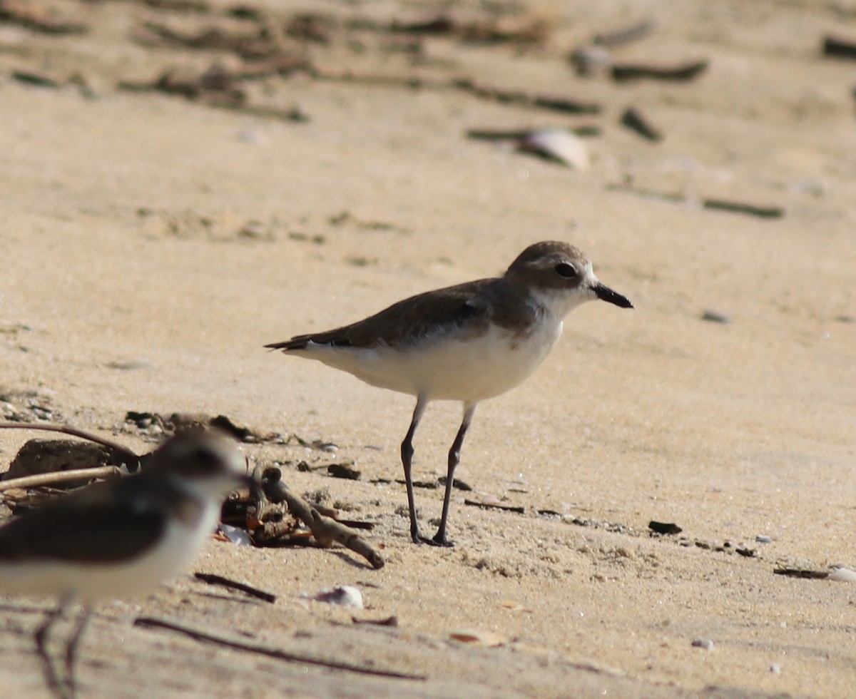 Tibetan Sand-Plover - ML637533715