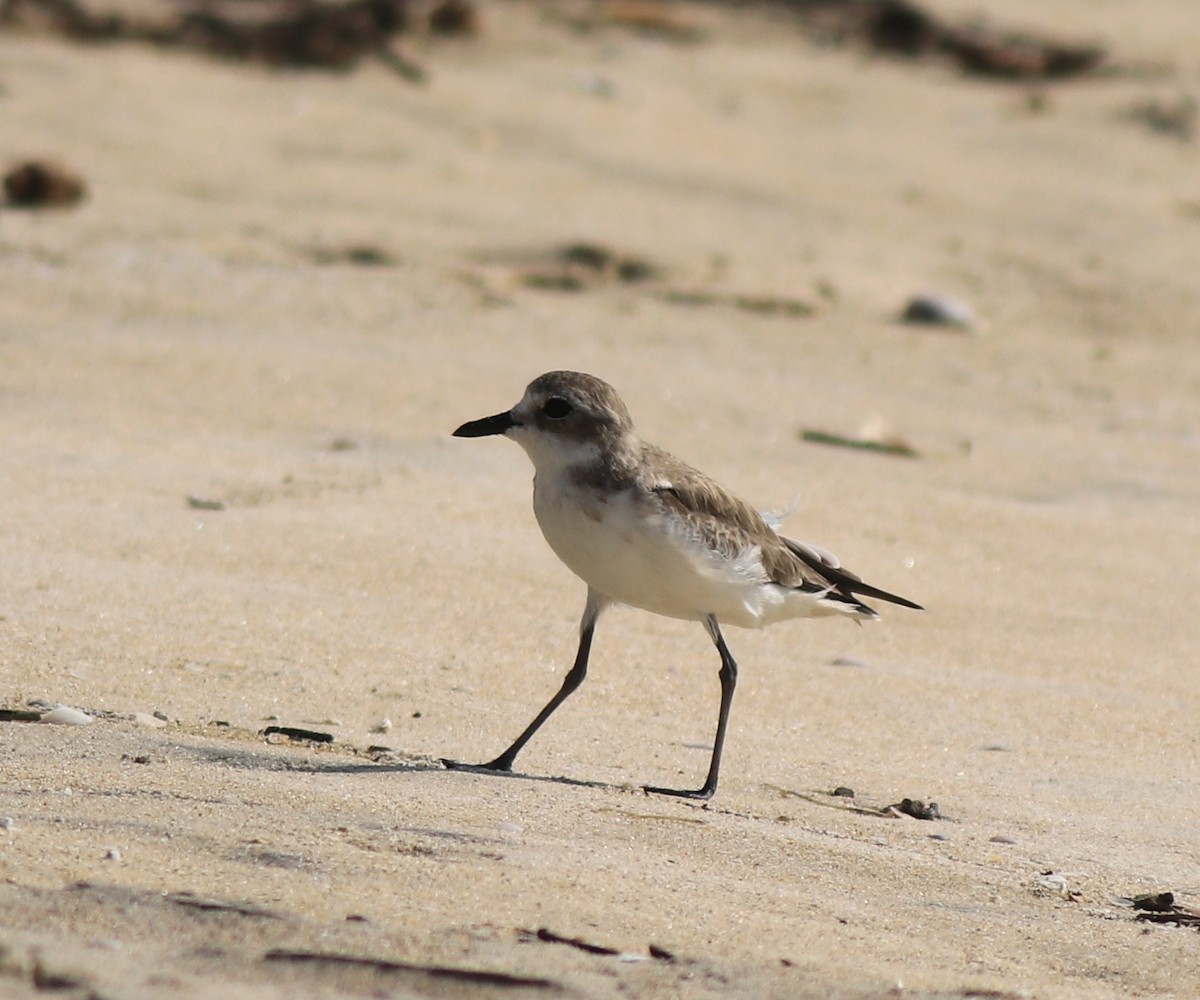 Tibetan Sand-Plover - ML637533716