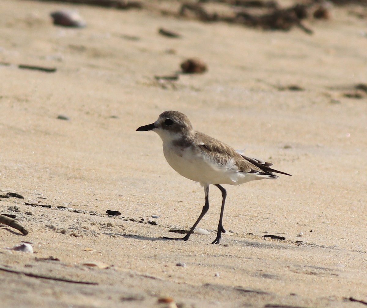 Tibetan Sand-Plover - ML637533717