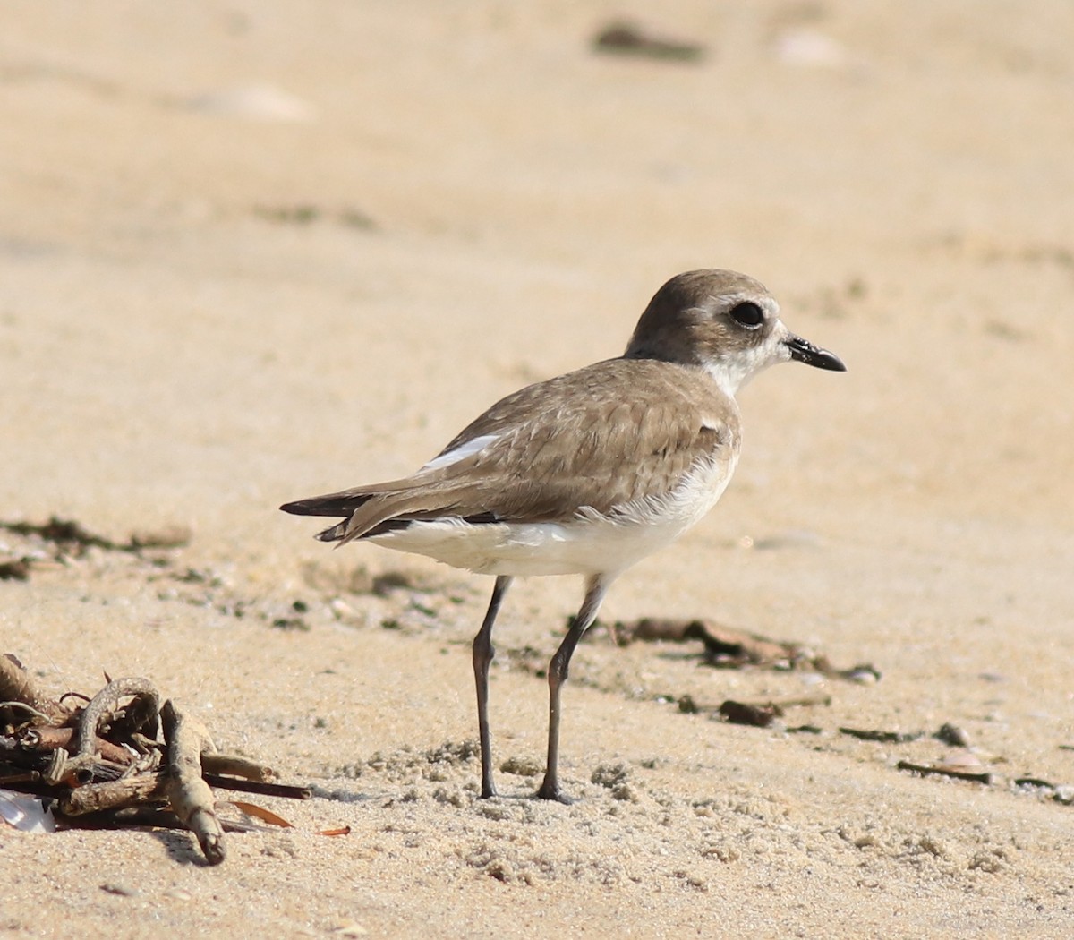 Tibetan Sand-Plover - ML637533718