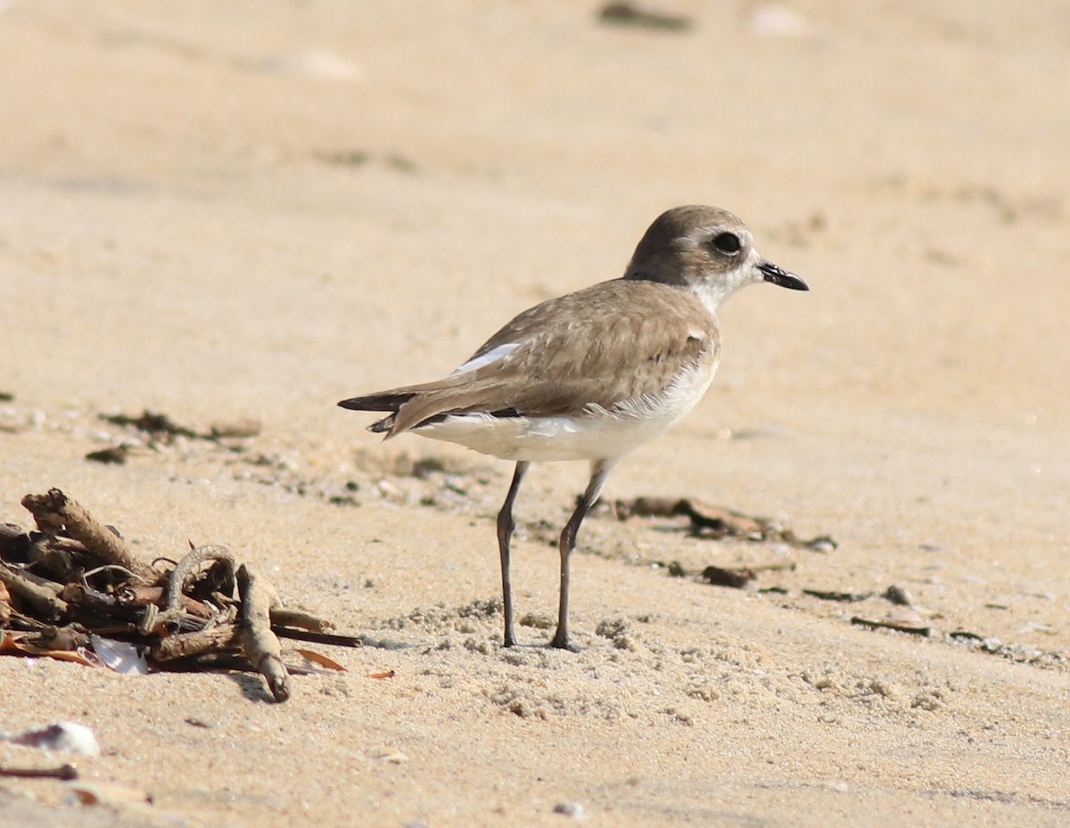 Tibetan Sand-Plover - ML637533719