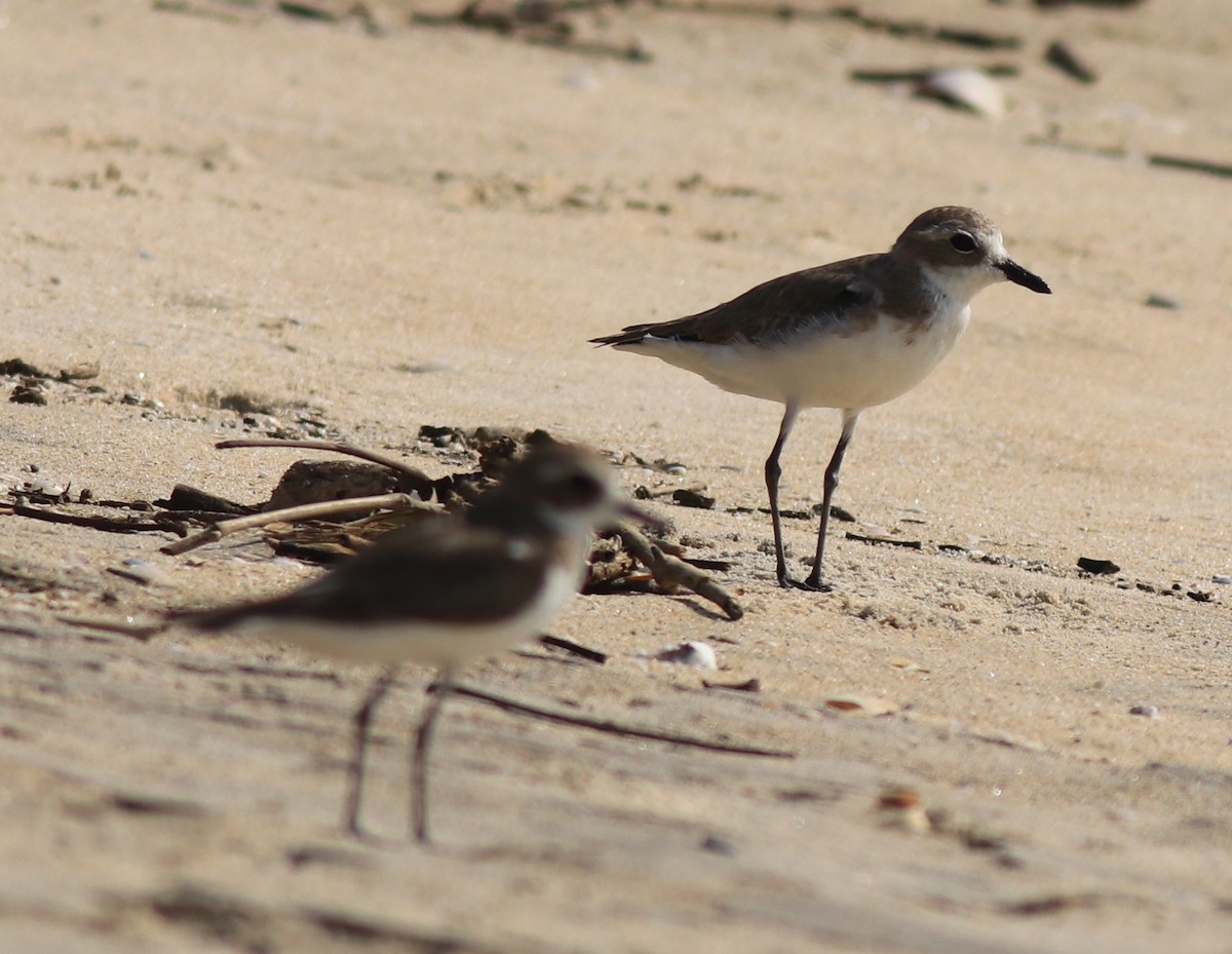 Tibetan Sand-Plover - ML637533720