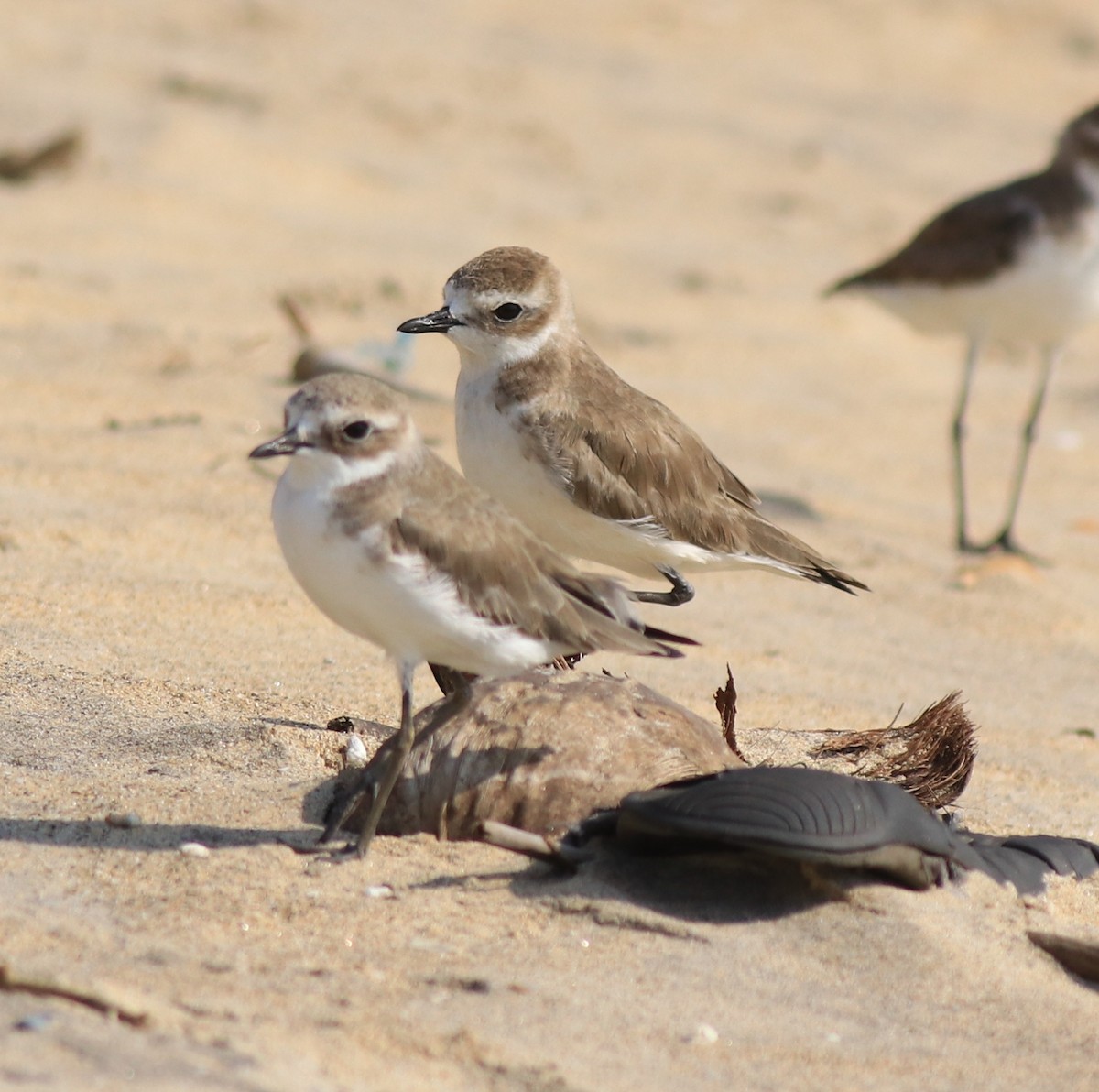 Tibetan Sand-Plover - ML637533721