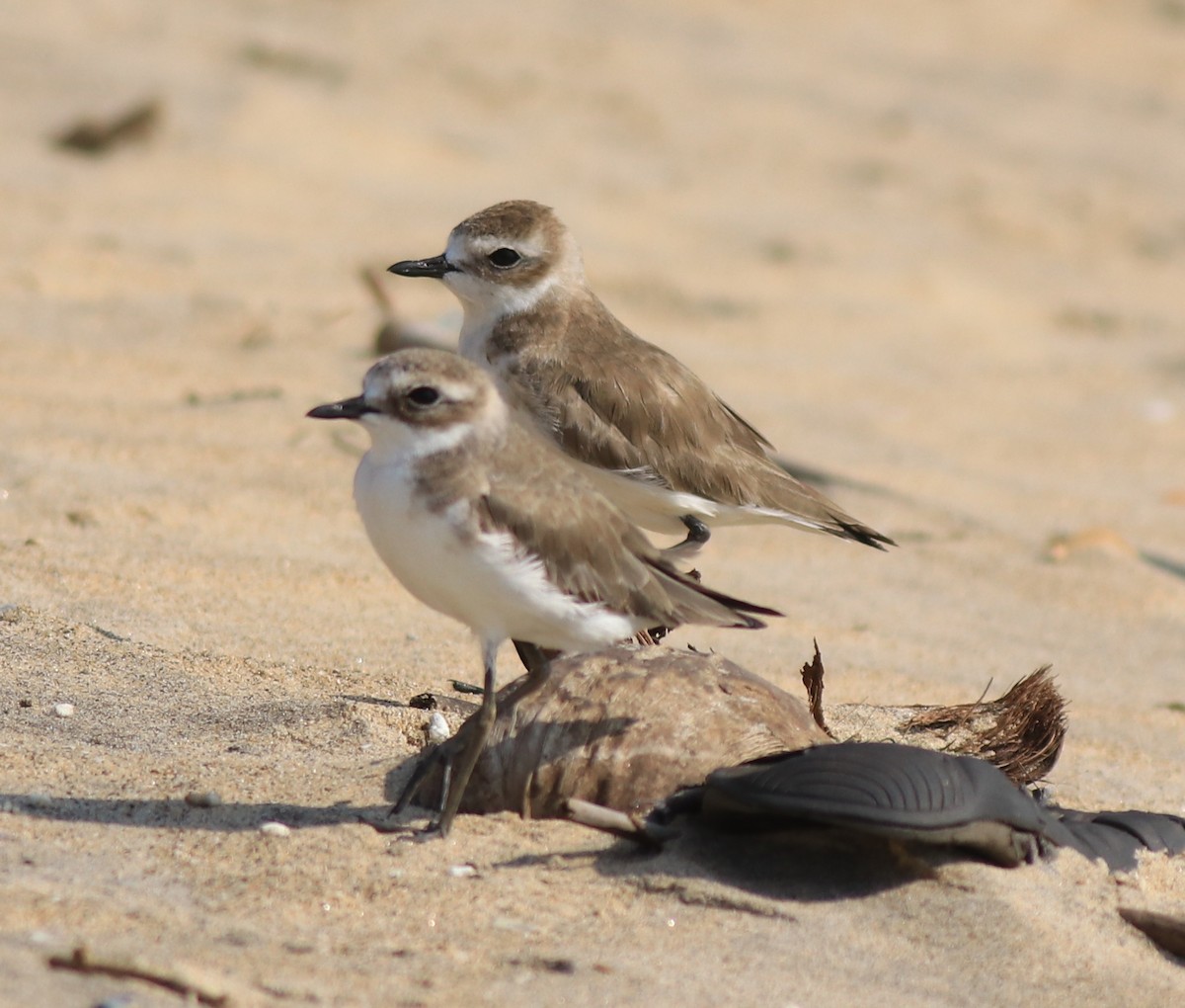 Tibetan Sand-Plover - ML637533722