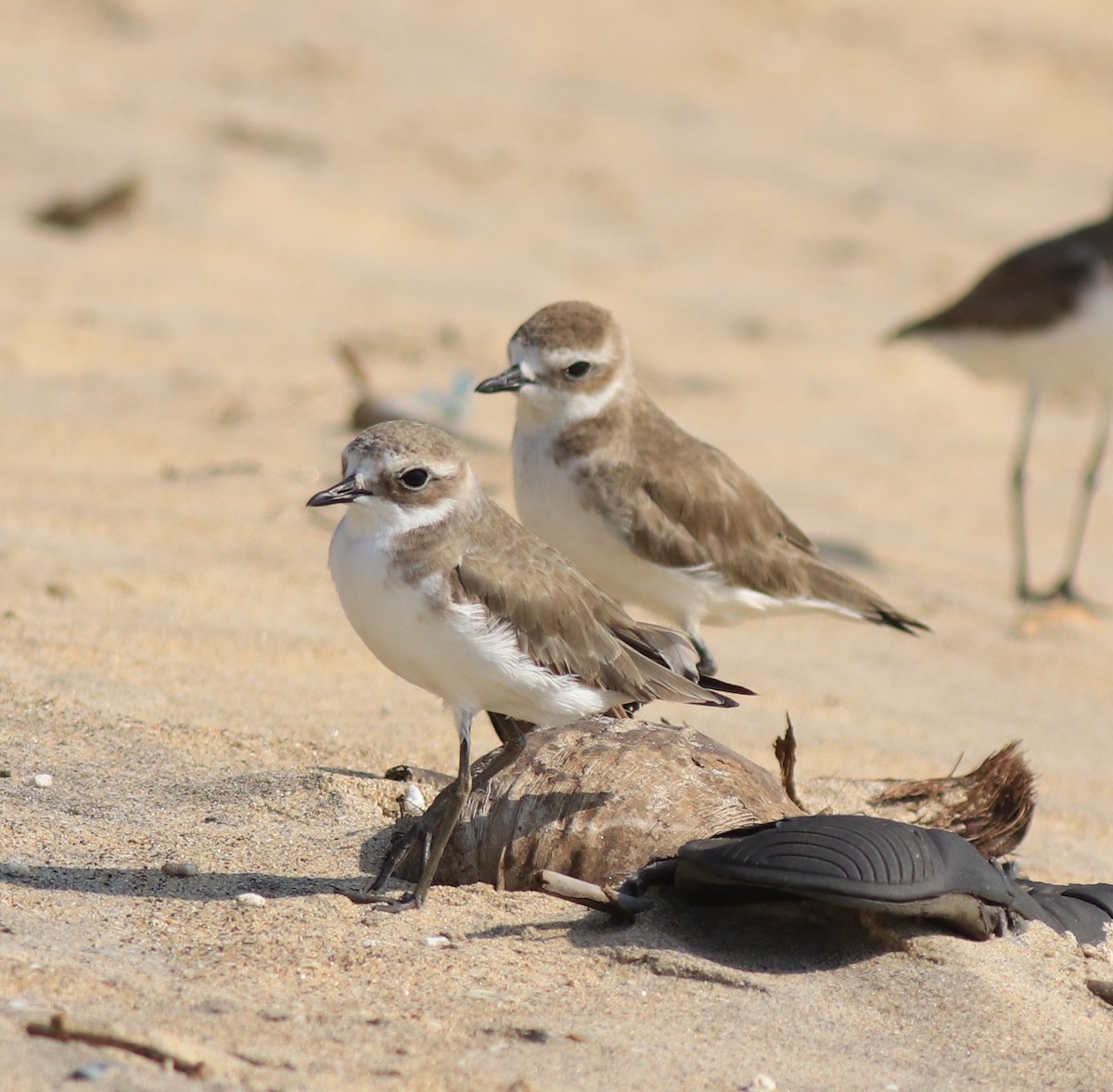 Tibetan Sand-Plover - ML637533723
