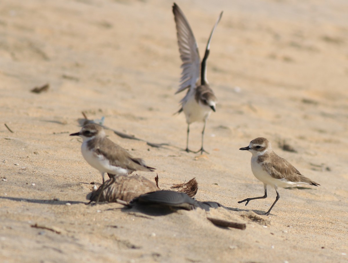 Tibetan Sand-Plover - ML637533725