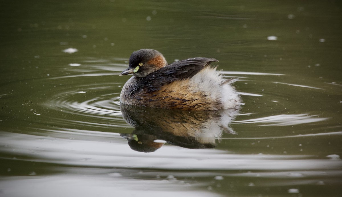 Australasian Grebe - ML637533746