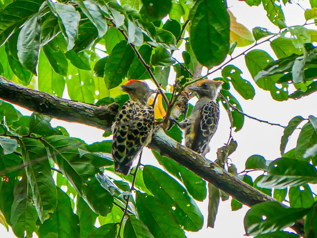 Gray-and-buff Woodpecker - ML637533800