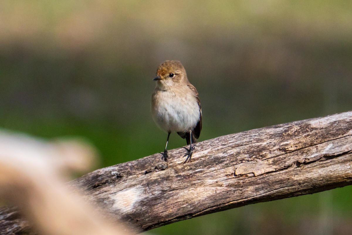 Red-capped Robin - ML637533808